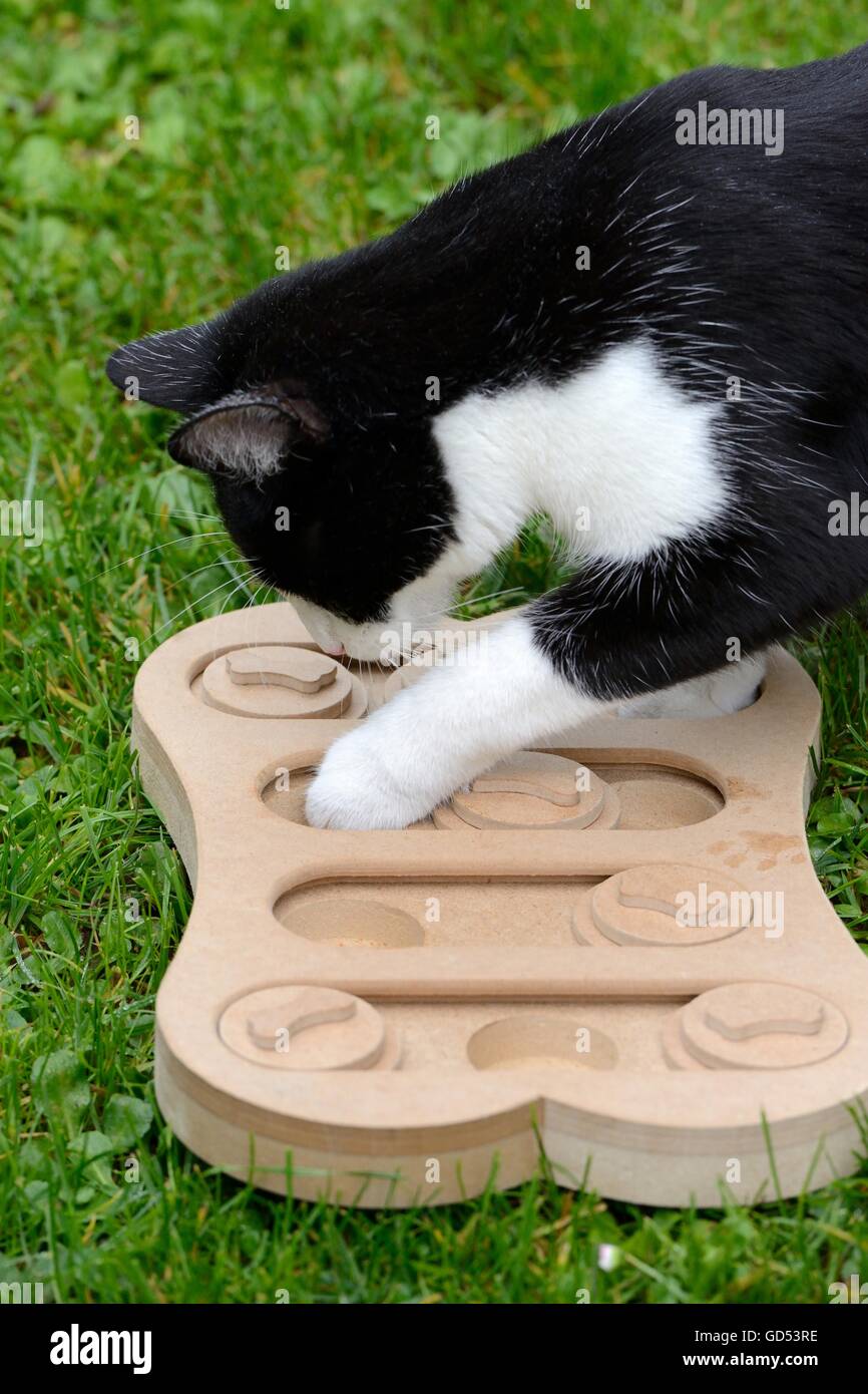 Katze sucht Futter im Beschaeftigungsspiel, Beschaeftigung, Intelligenzspielzeug Stock Photo