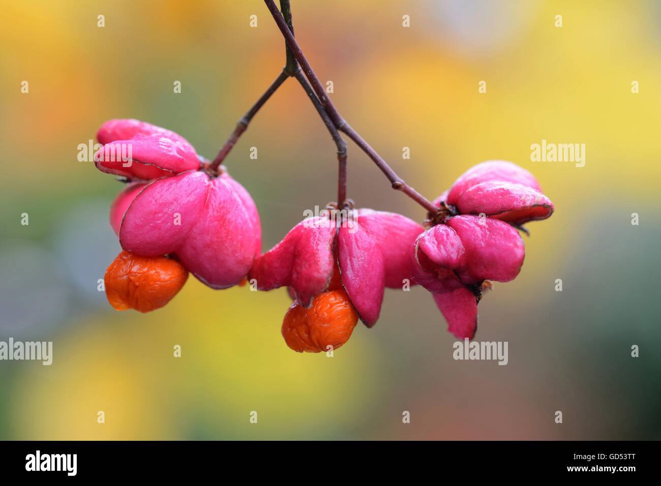 Pfaffenhuetchen / (Euonymus europaeus) Stock Photo