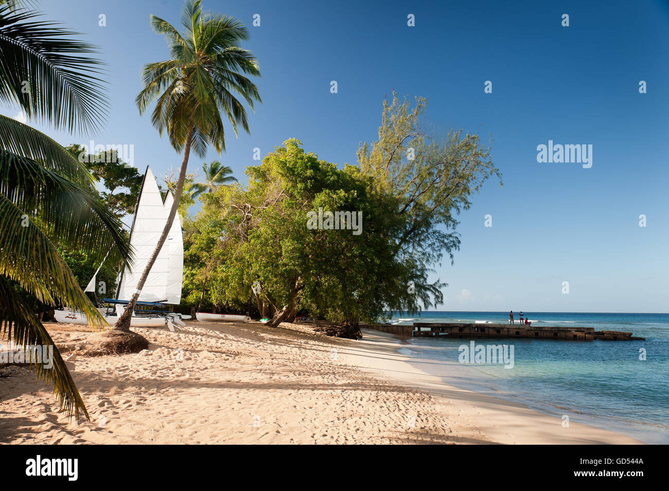Catamaran under palm tree on beach in Barbados, West Indies Stock Photo