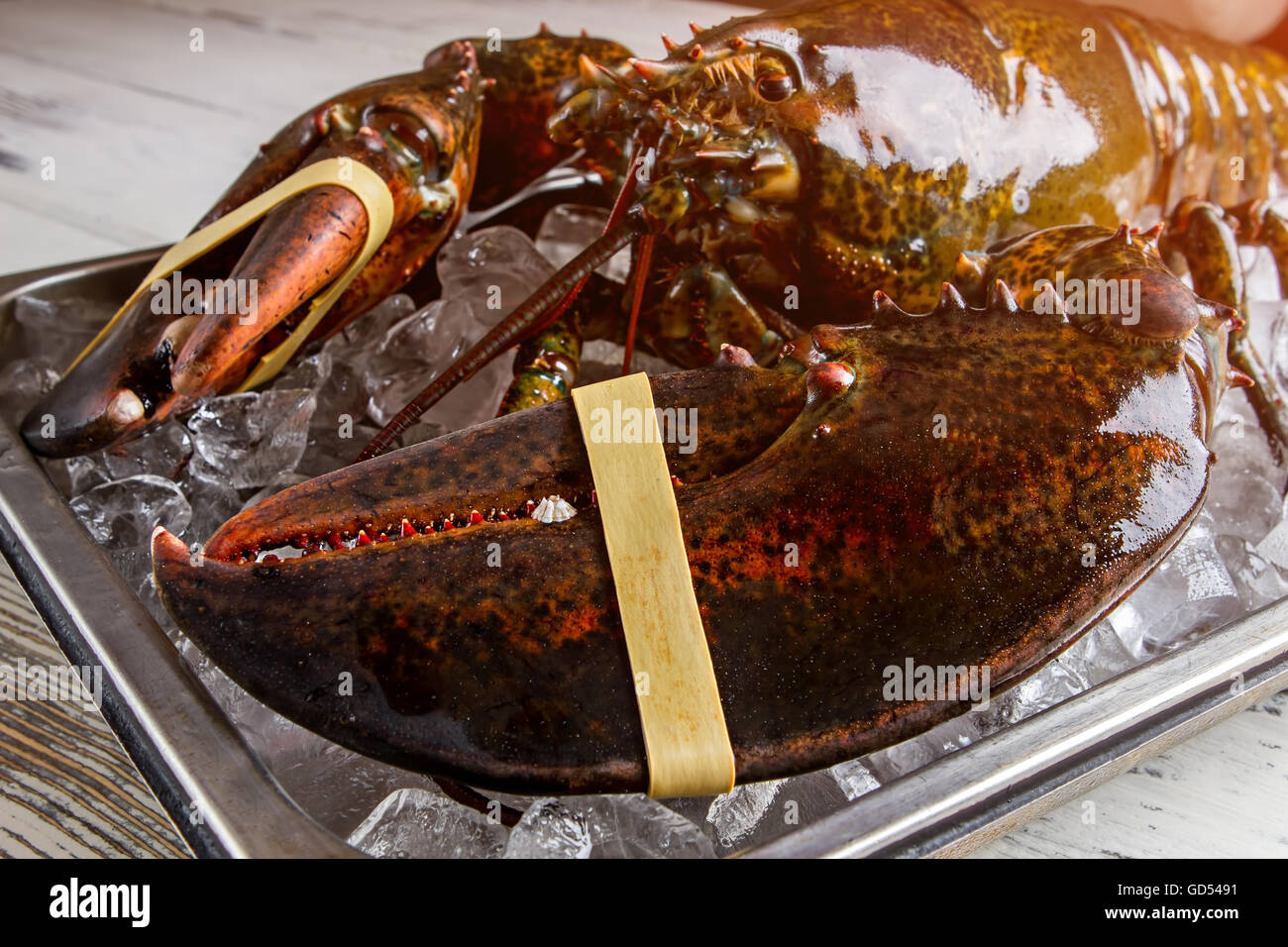 Raw lobster with giant claws. Tied lobster on ice cubes. Stay away from