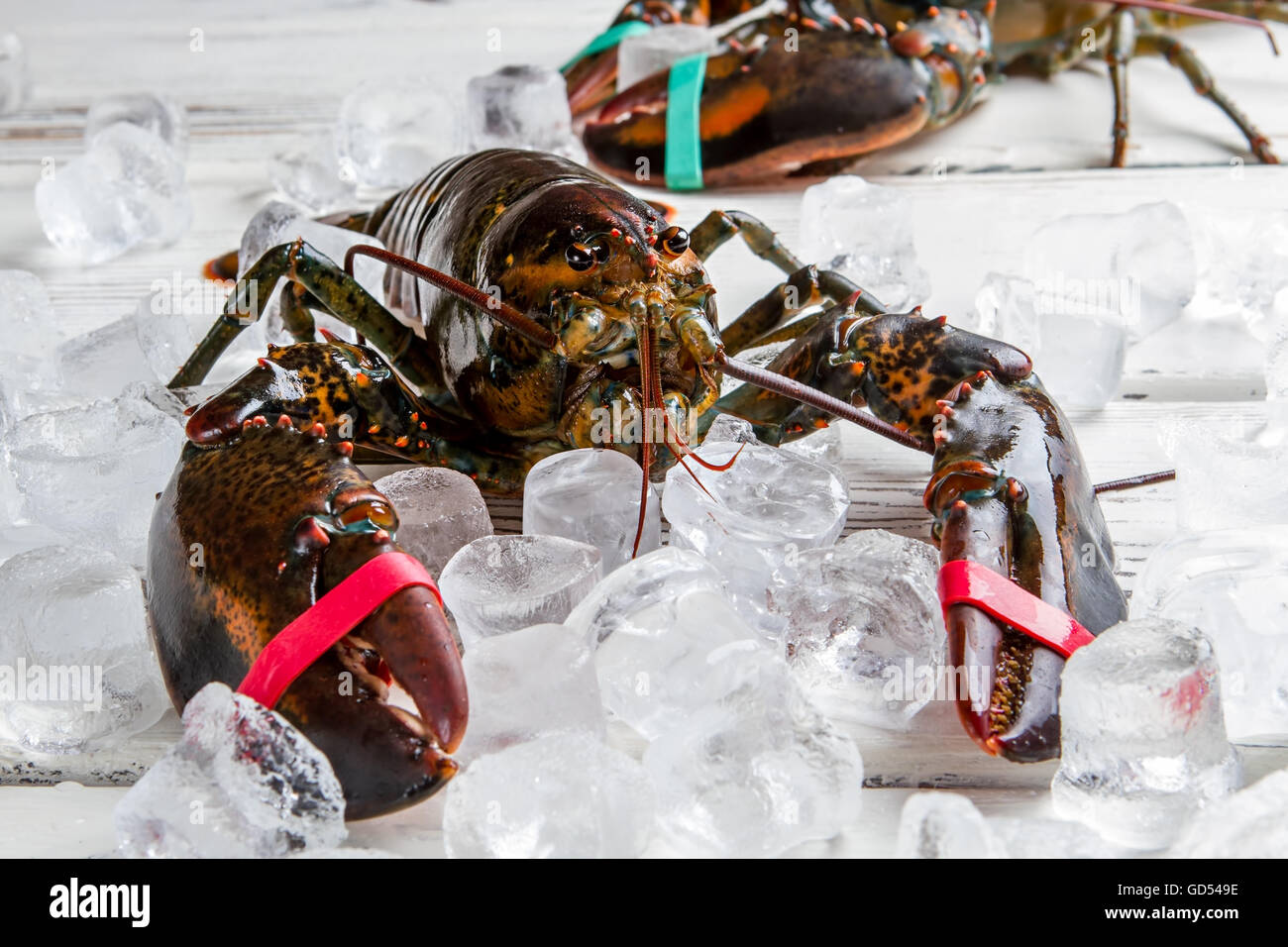Raw lobsters with tied claws. Lobsters lying on ice cubes. Pick one of