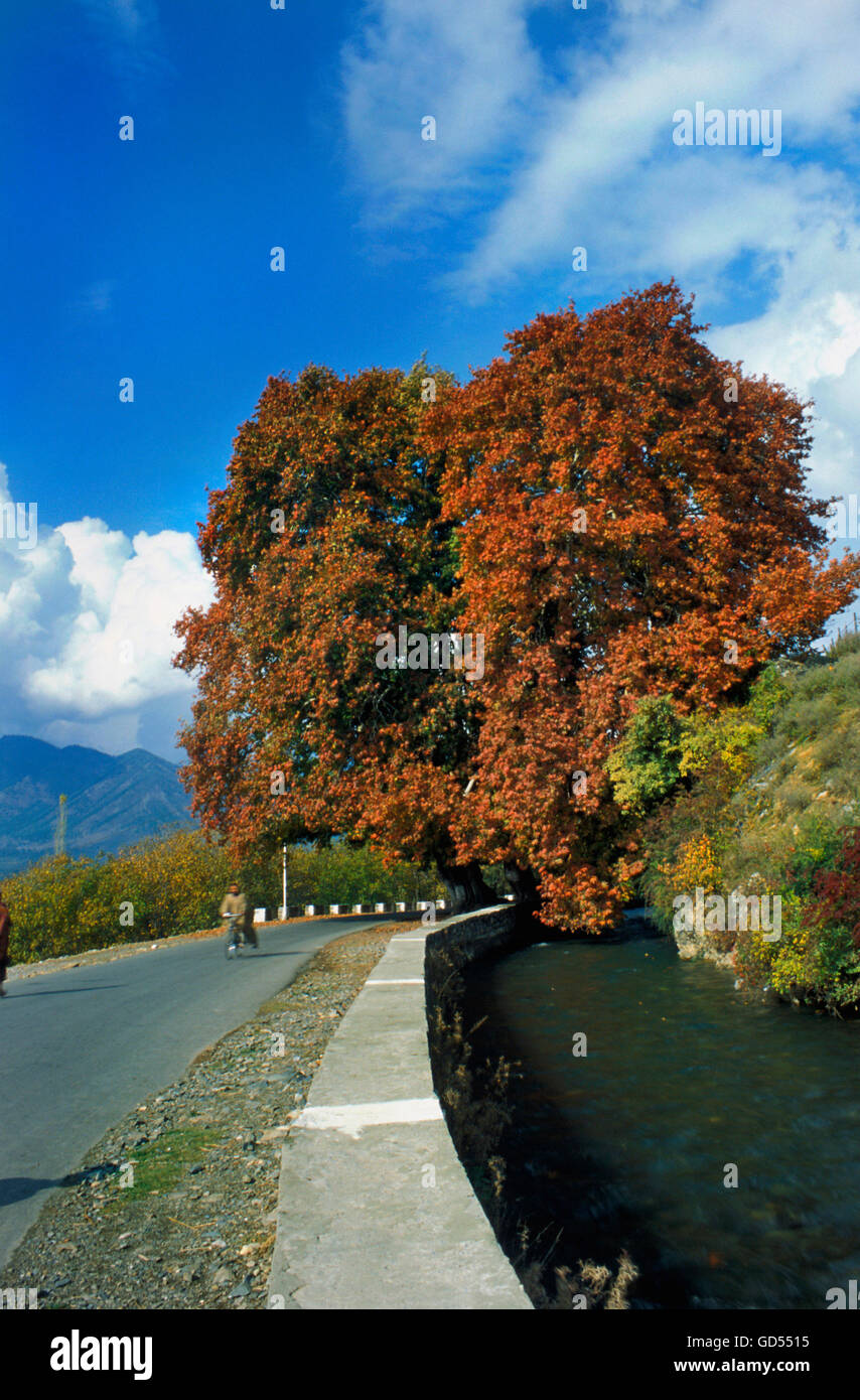 Red Chinar tree during the autumn season Stock Photo