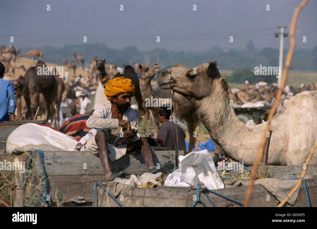 Pushkar fair cattle herder hi-res stock photography and images - Alamy