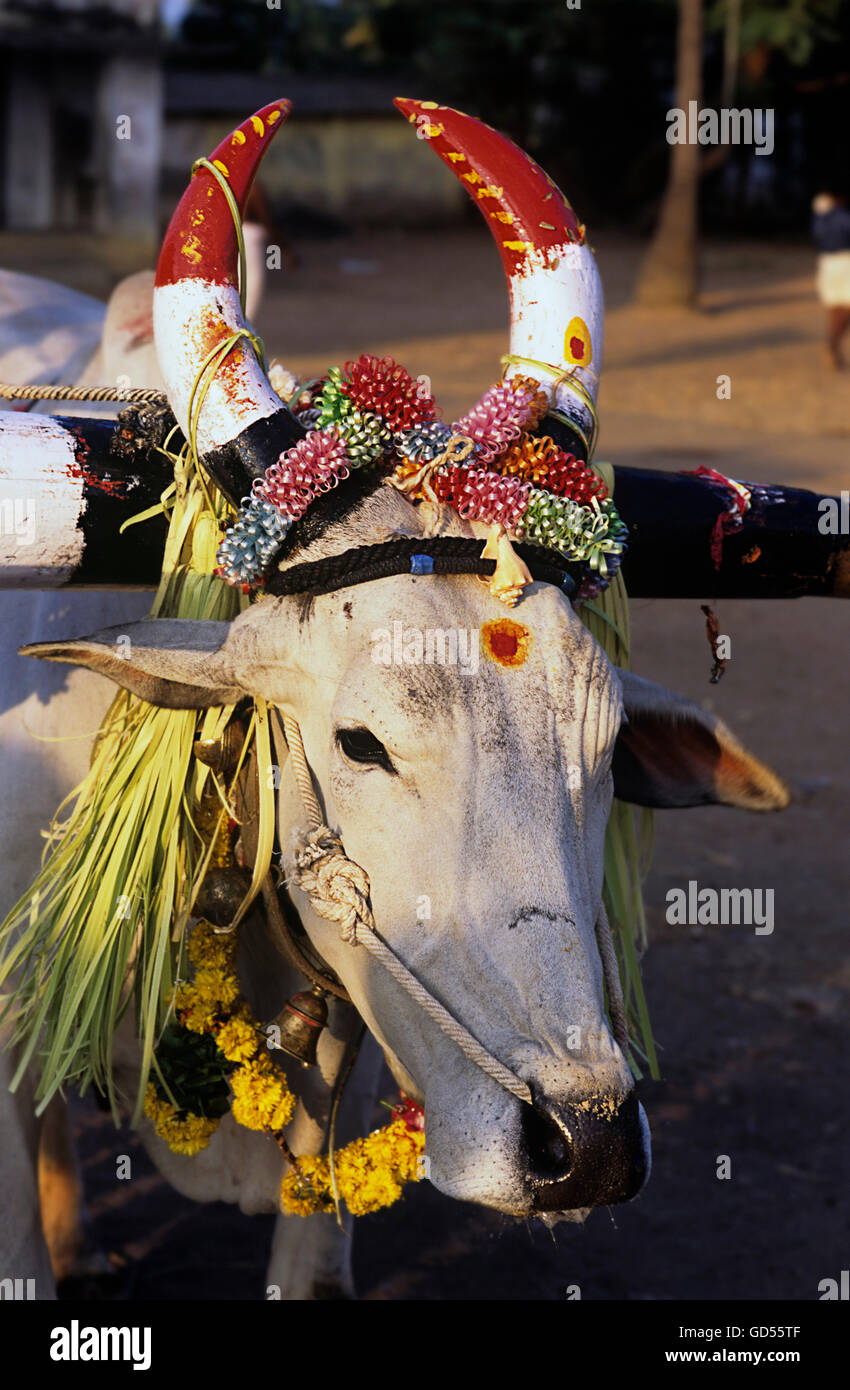 Cow decorated for Pongal festival Stock Photo
