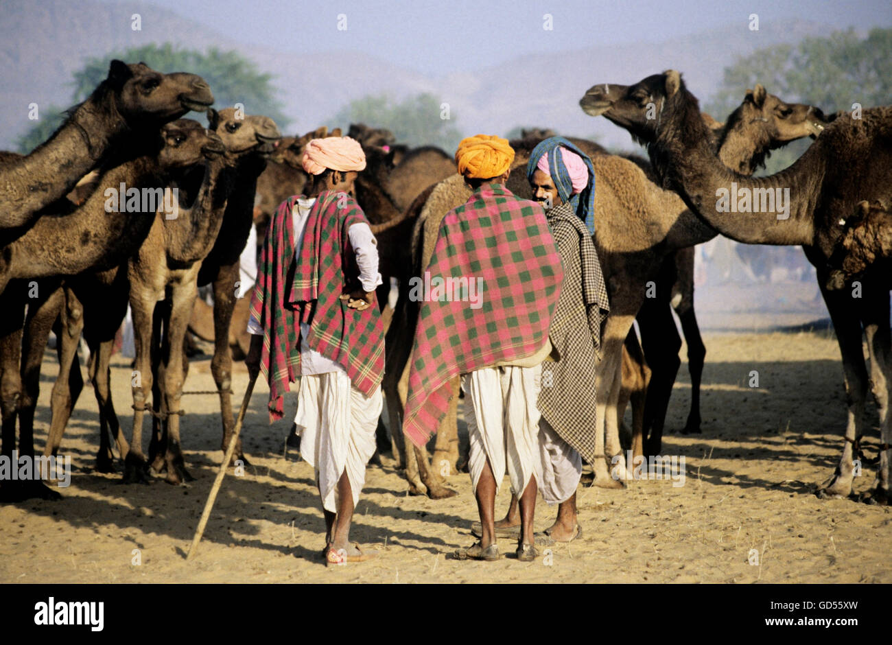Camel herders and their camels Stock Photo