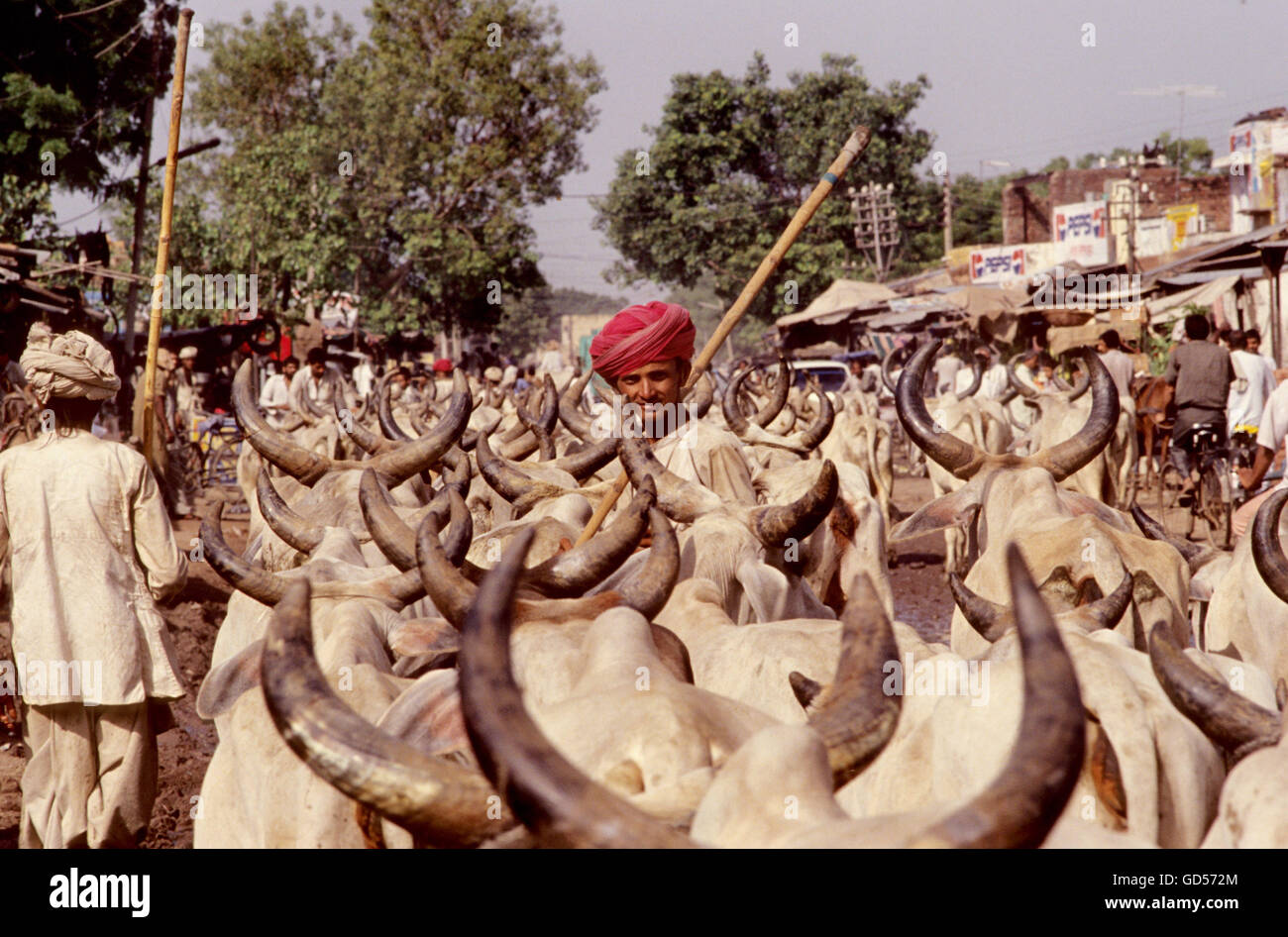 Men with cattle Stock Photo - Alamy