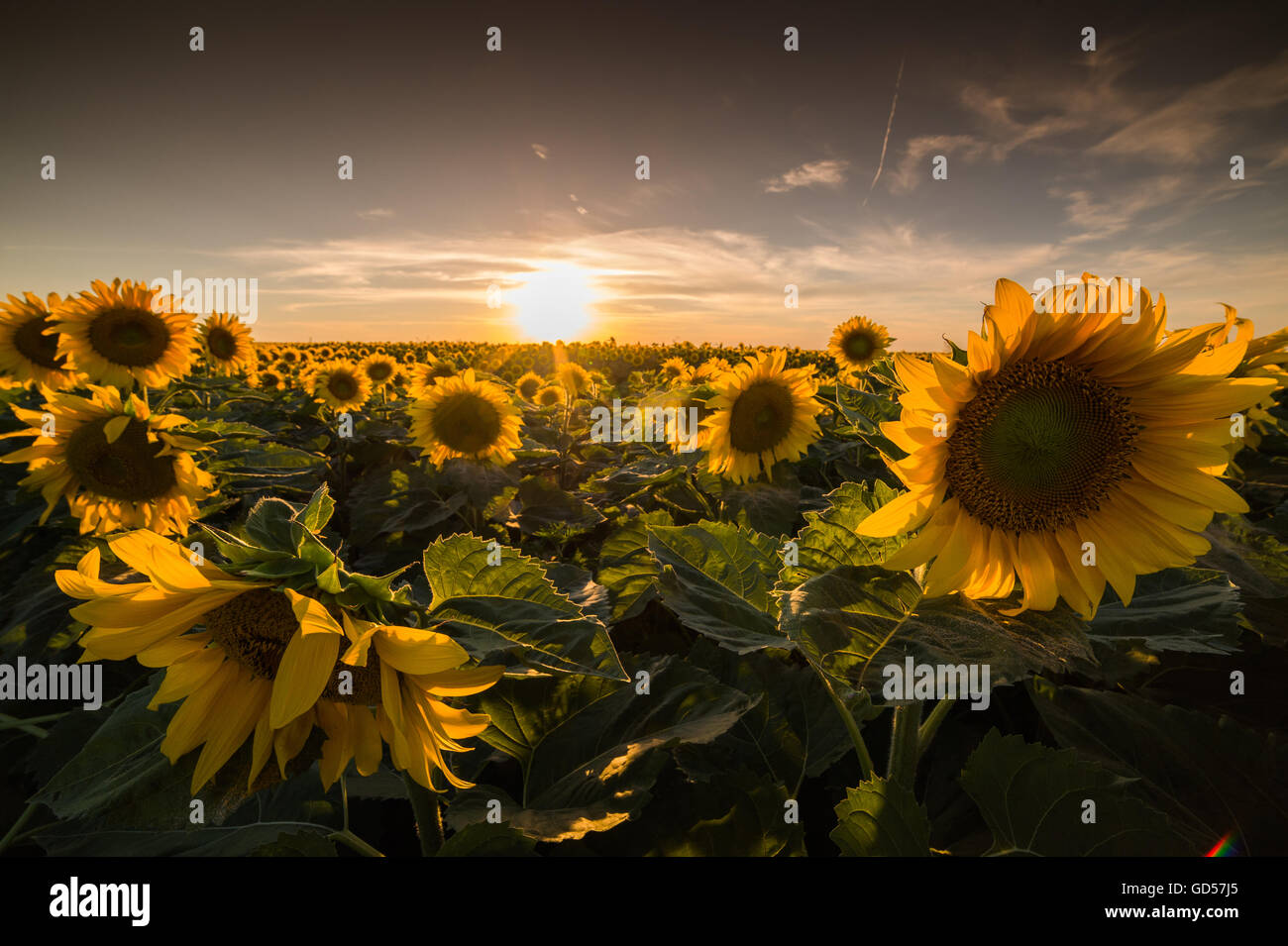 Sunflower in the sunflower field Stock Photo - Alamy