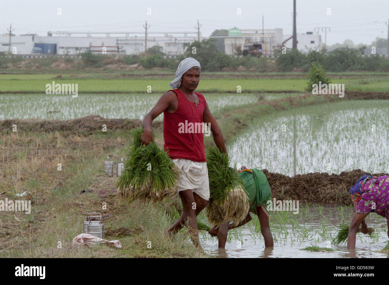 Workers sowing rice Stock Photo - Alamy