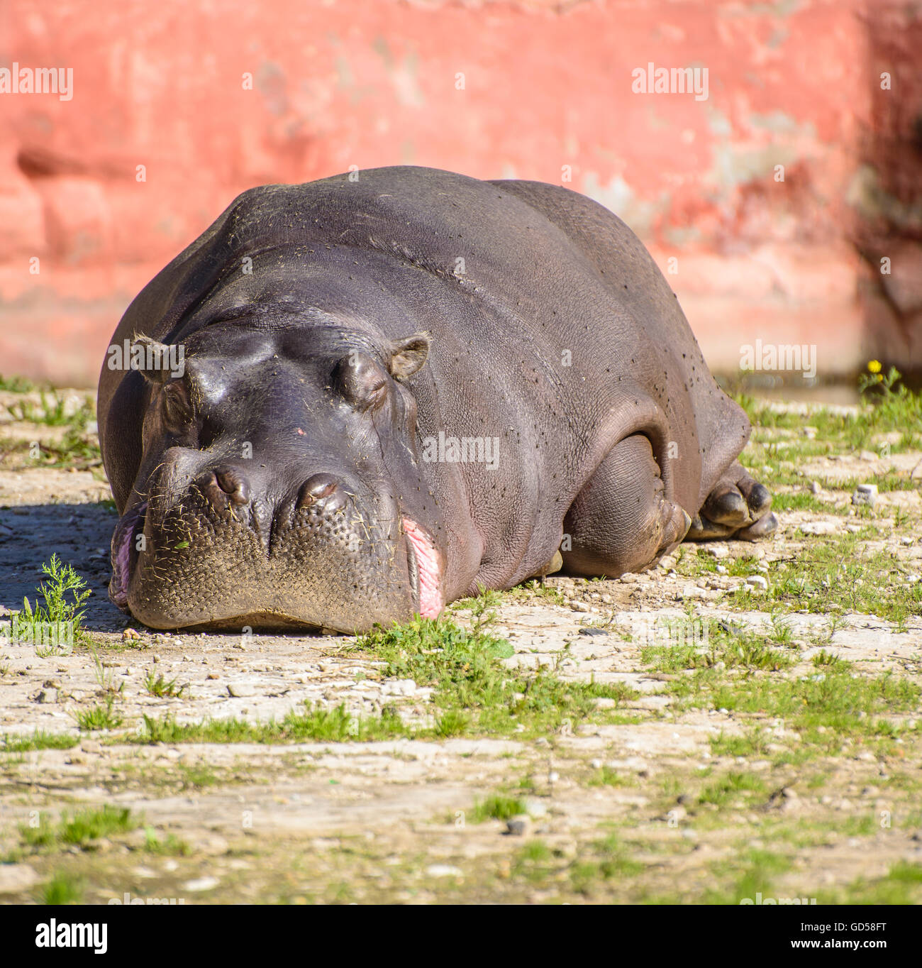 A Large Zoo Hippo Resting Under Sunlight Stock Photo