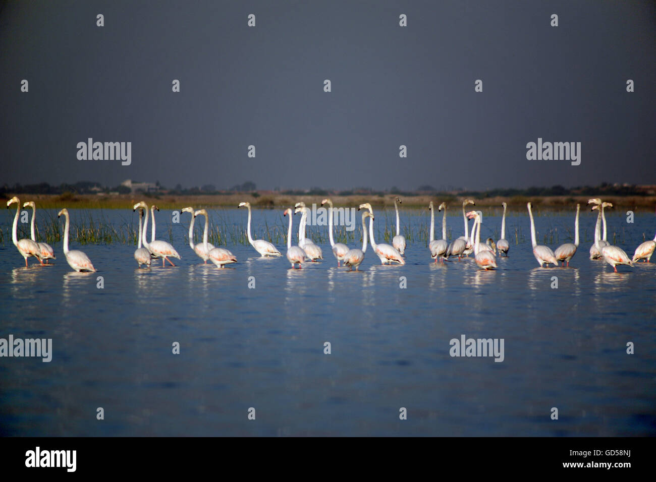 A stand of Flamingos Stock Photo