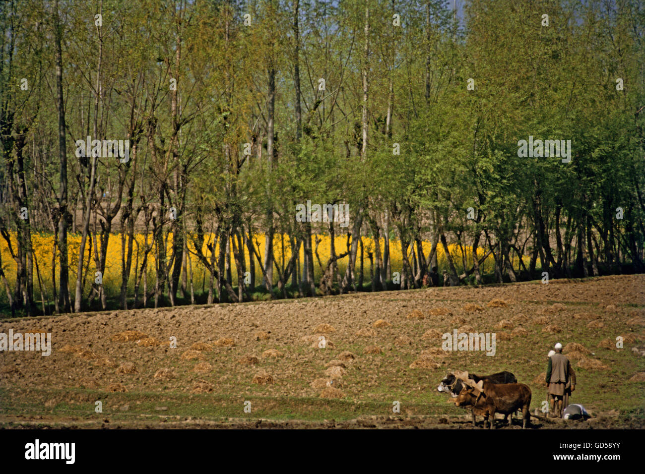 Spring Rice Monument Spring rice hi-res stock photography and images - Alamy