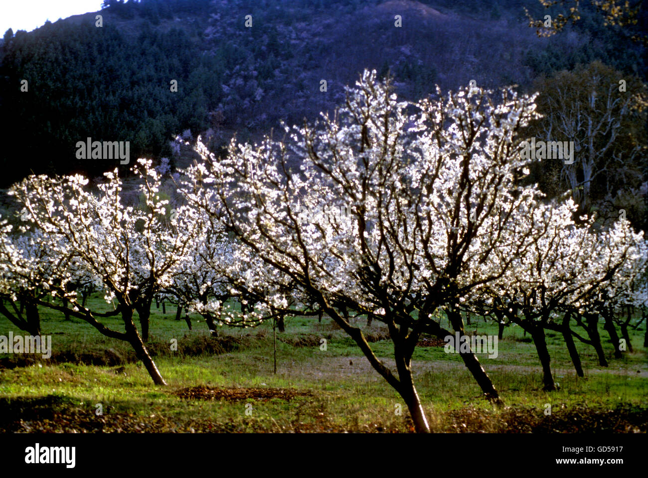 Apple tree in spring season Stock Photo - Alamy