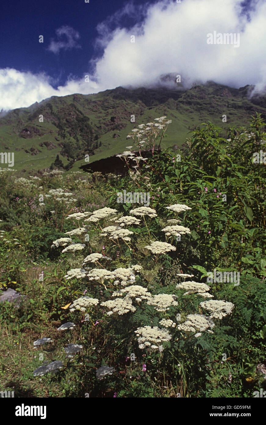 Wild flowers Stock Photo