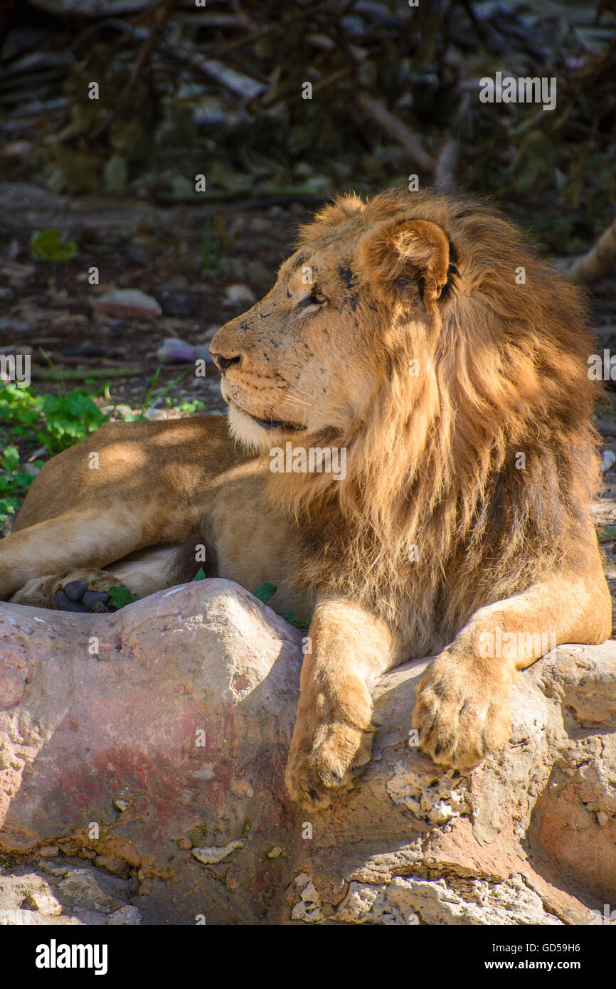 African male lion hi-res stock photography and images - Alamy