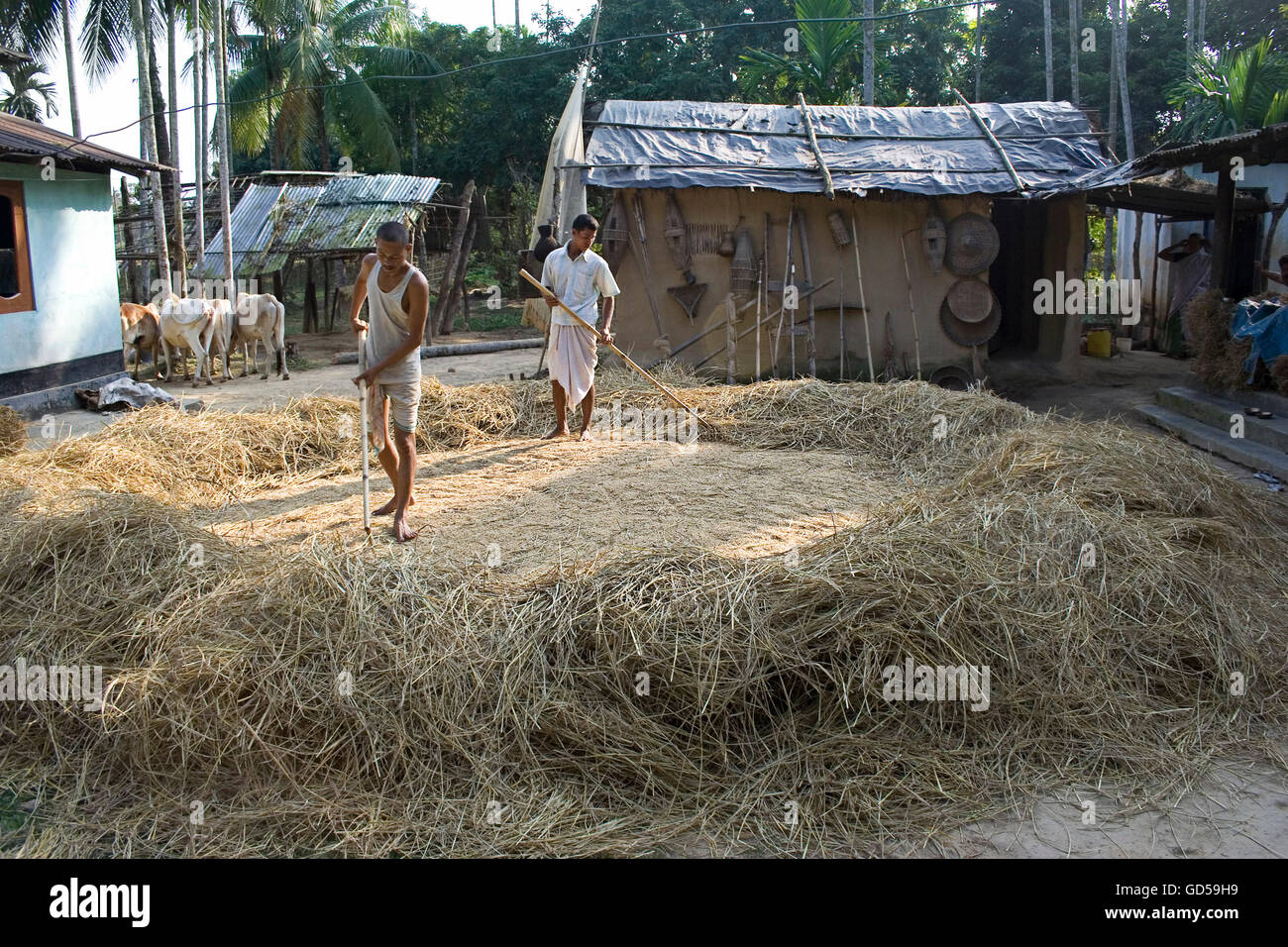 Traditional method of threshing hires stock photography and images Alamy