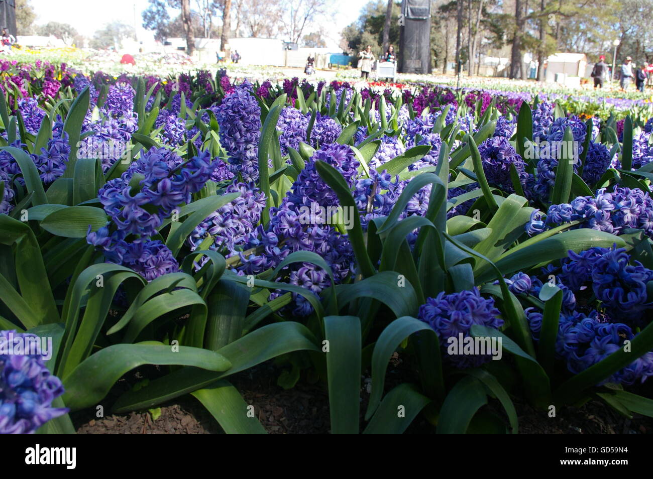 Beautiful Blue Flower Bed at the Canberra Flower Show Stock Photo Alamy