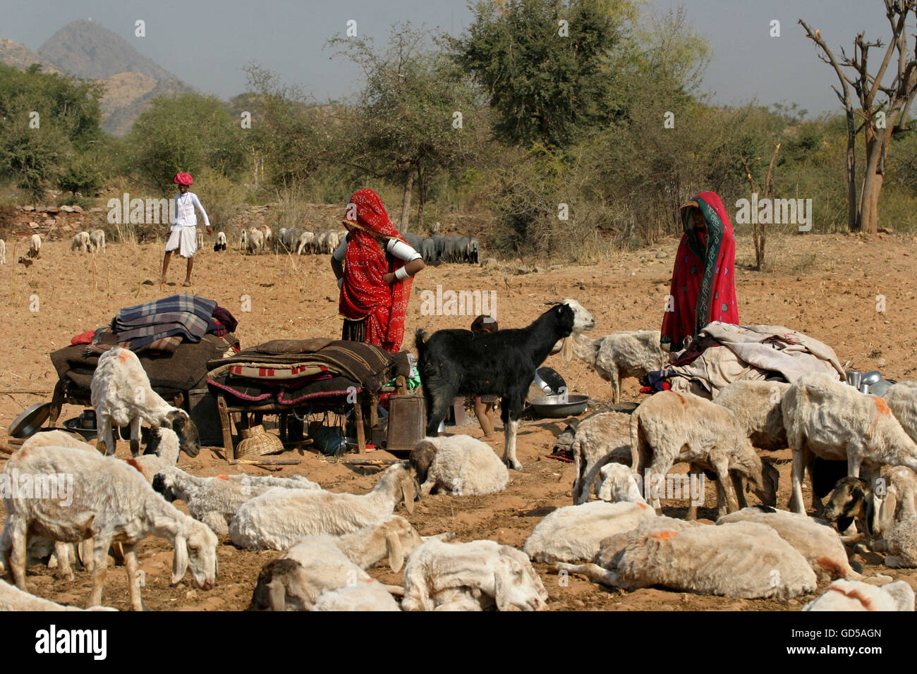 Nomads with their cattle Stock Photo Alamy