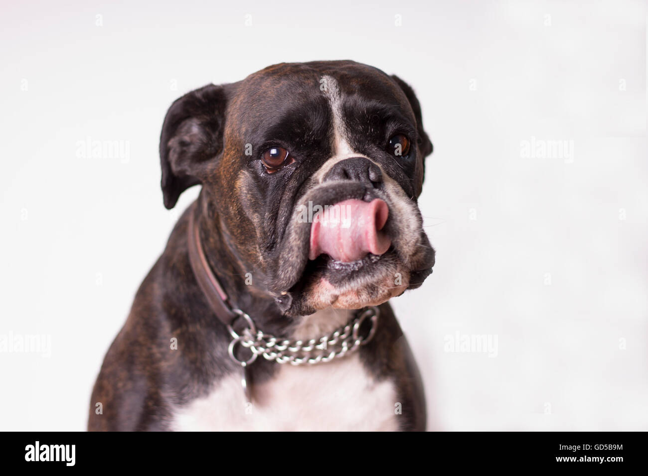 Boxer dog with tongue in nose Stock Photo