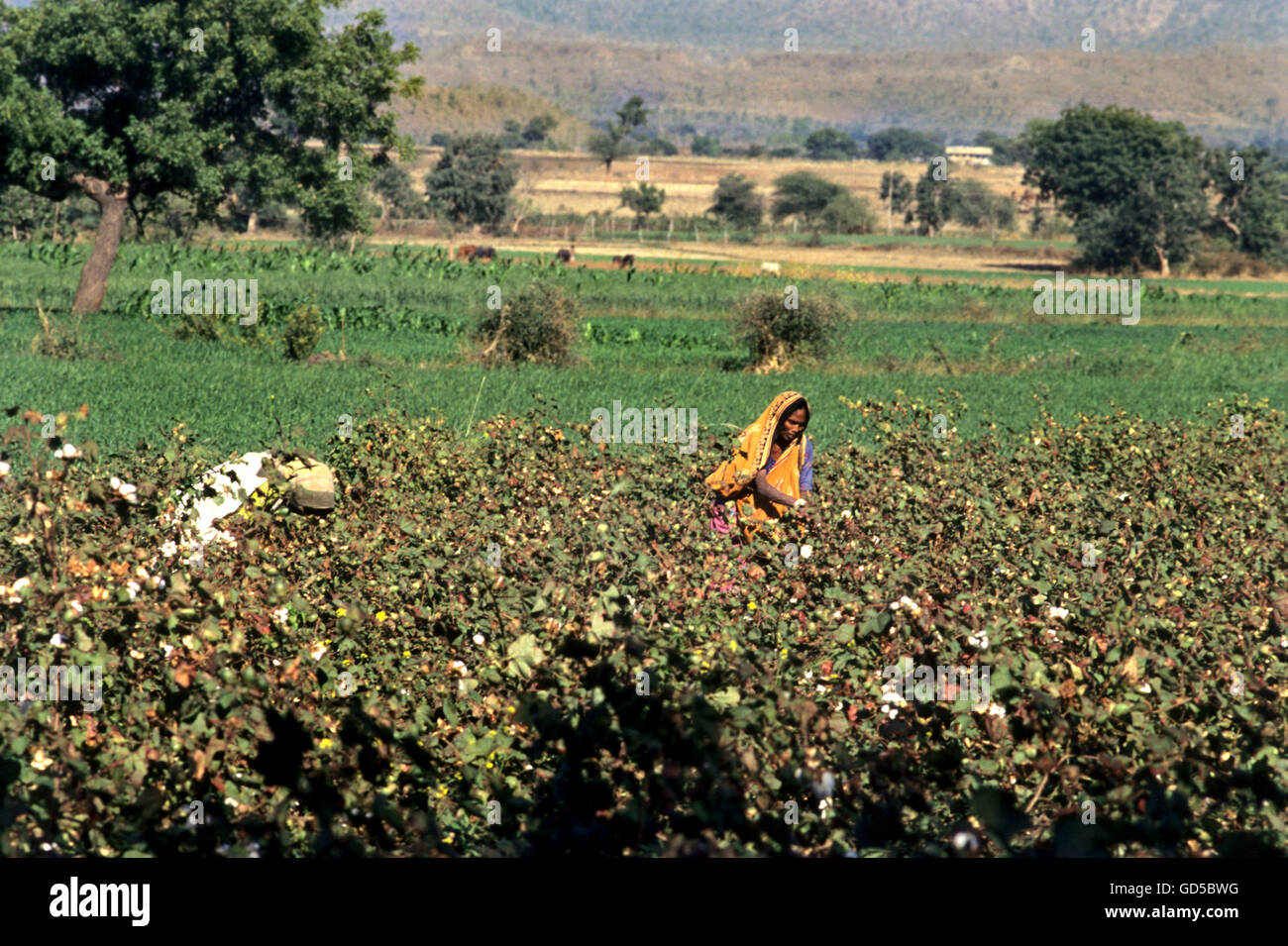 Cotton field india woman hi-res stock photography and images - Alamy