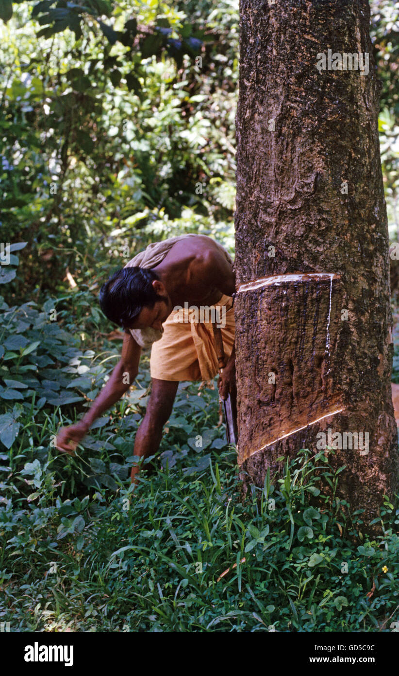 Rubber tree rubber tapping hires stock photography and images Alamy