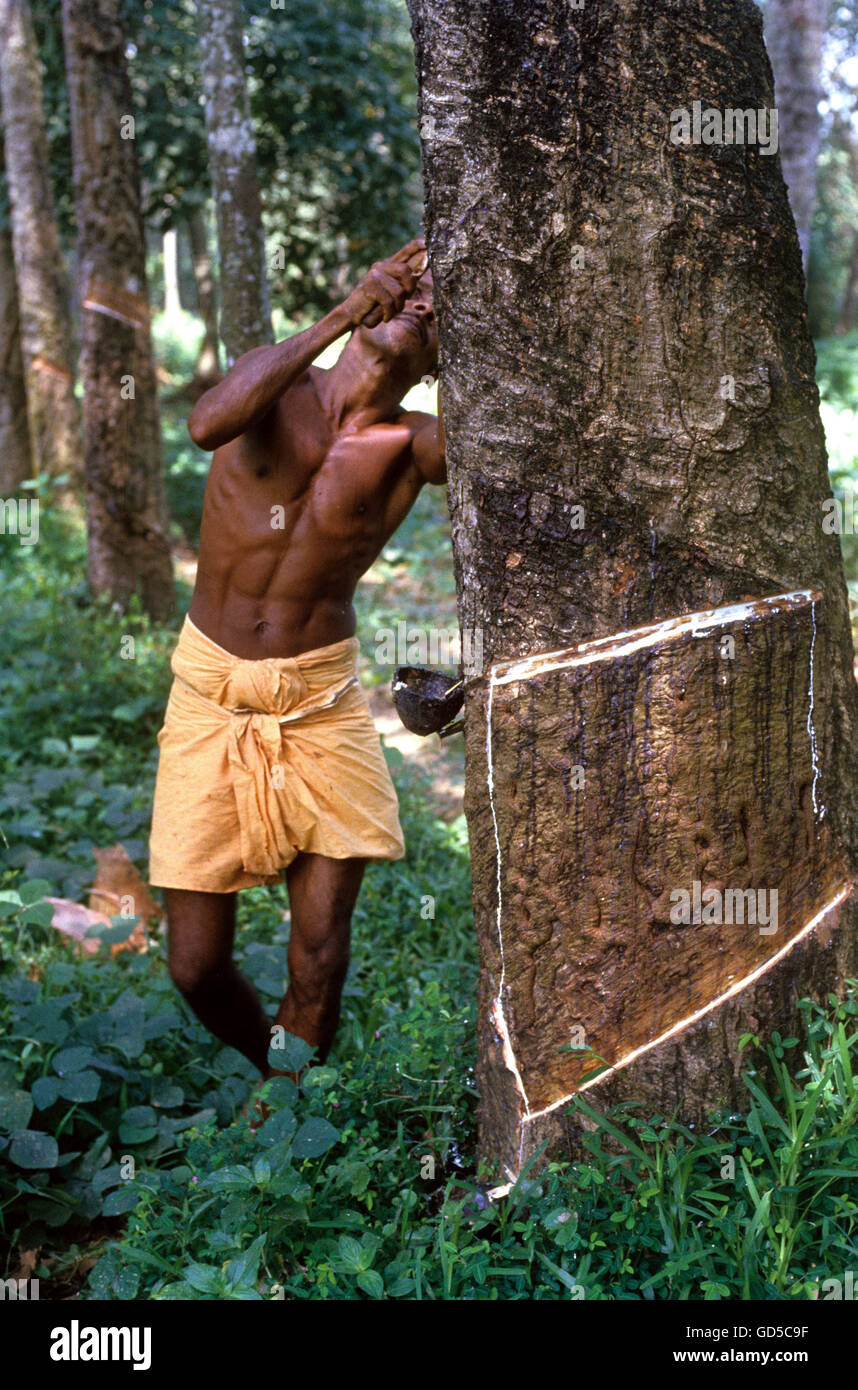 Tapping rubber Stock Photo Alamy