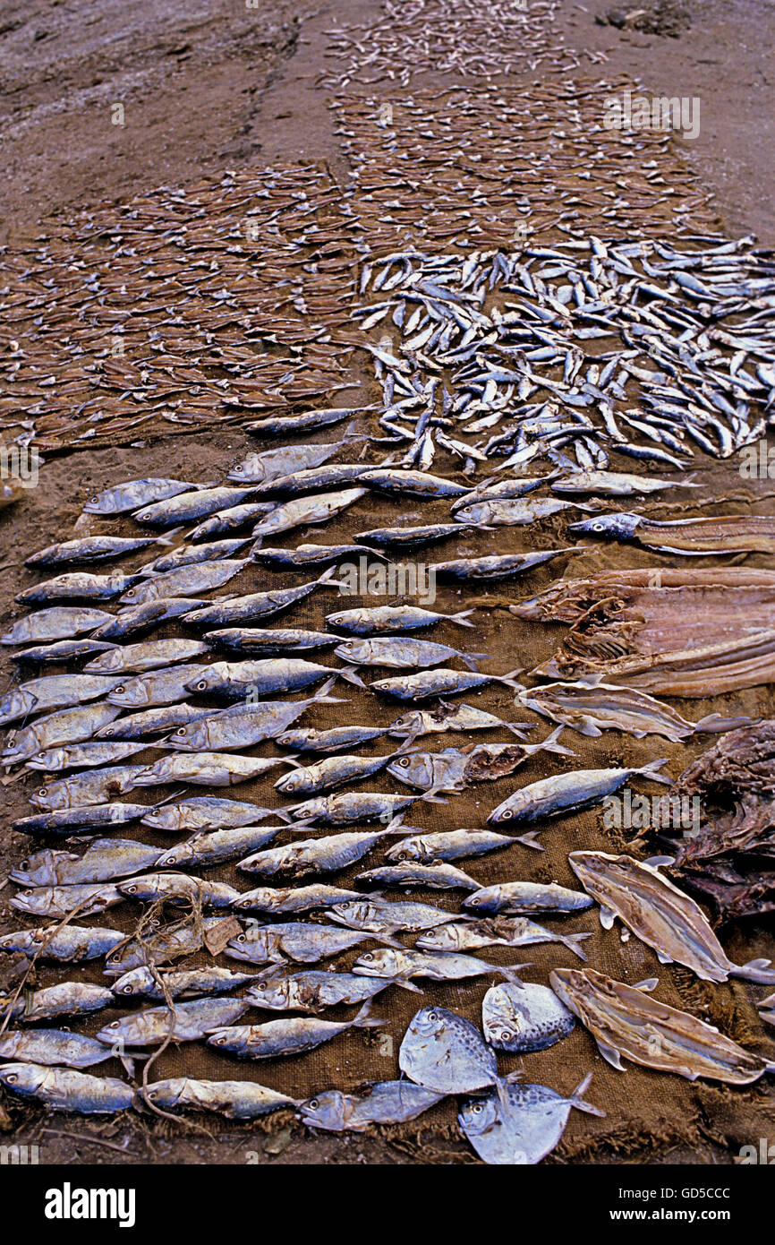 Drying salted fish Stock Photo Alamy