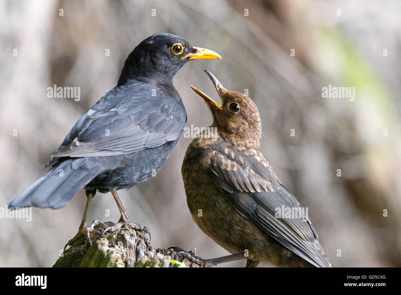 young blackbird begging for food at father blackbird forest in Hoenderloo, Netherlands Stock Photo