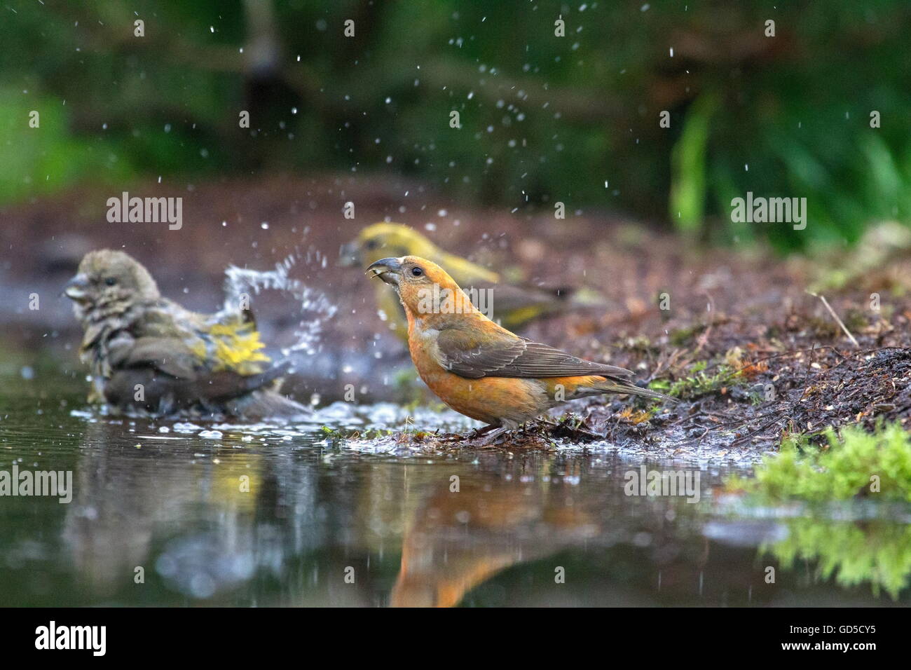 Crossbill is on the side of a pond in the forest, Netherlands Stock Photo
