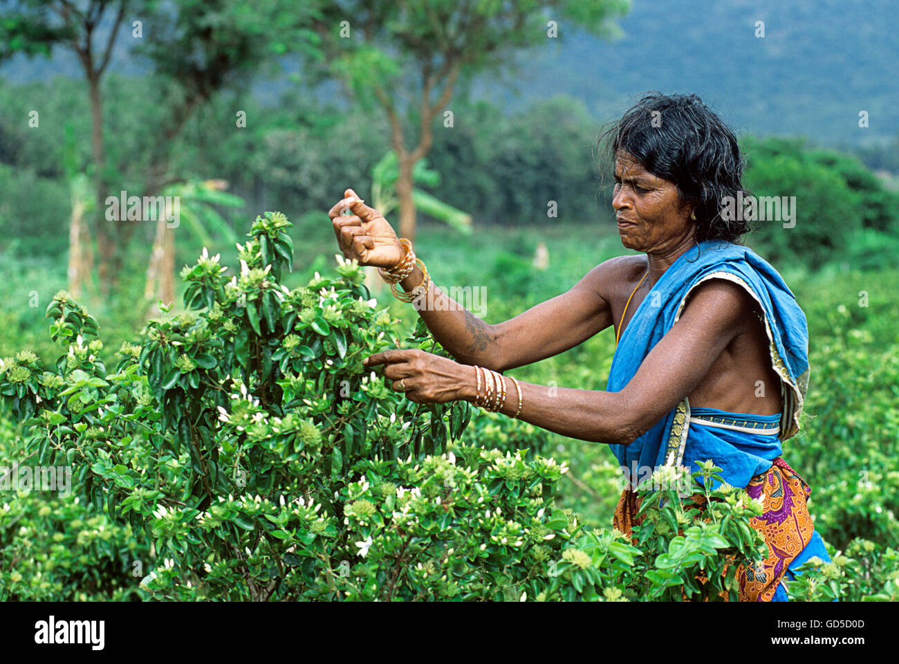 Woman harvesting Jasmine flower Stock Photo Alamy
