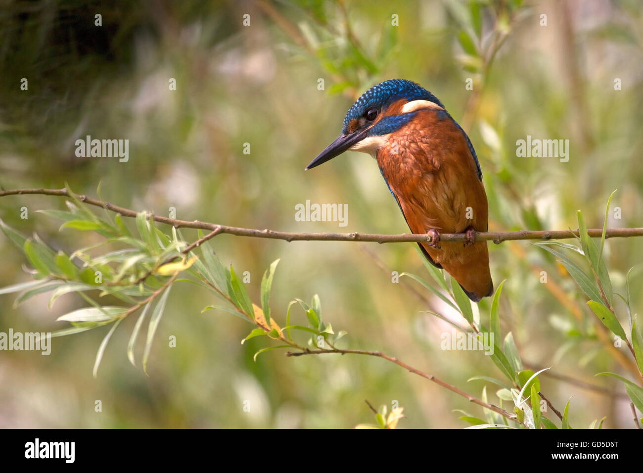 kingfisher sitting on branch, Netherlands Stock Photo