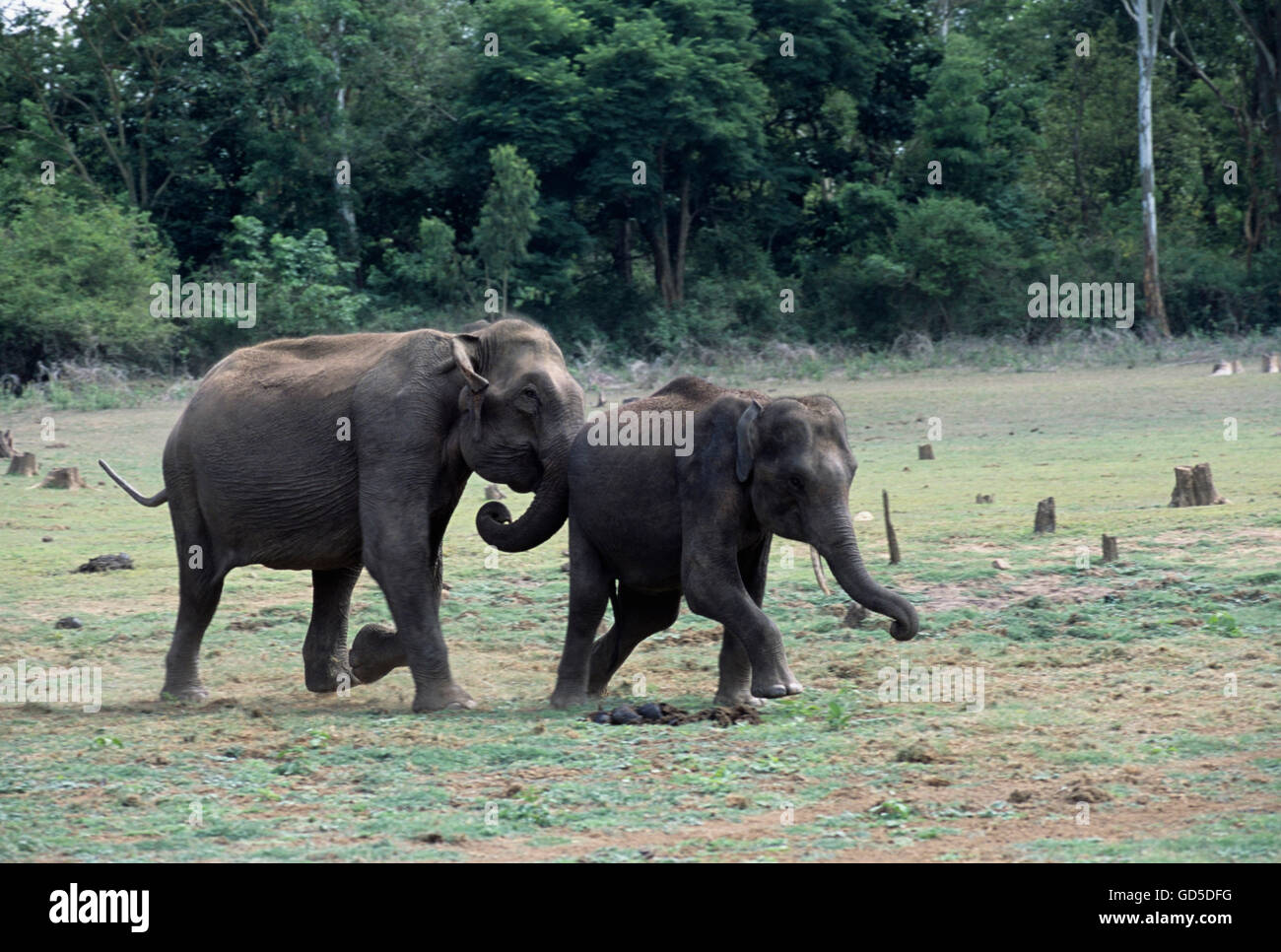 Wild elephants Stock Photo