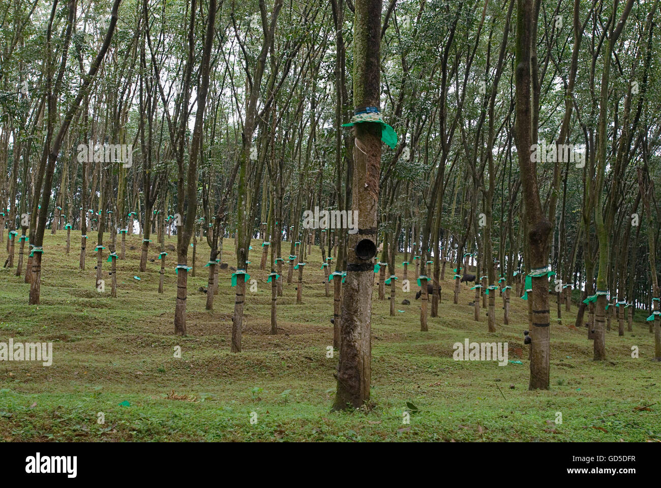 Kerala rubber trees hires stock photography and images Alamy