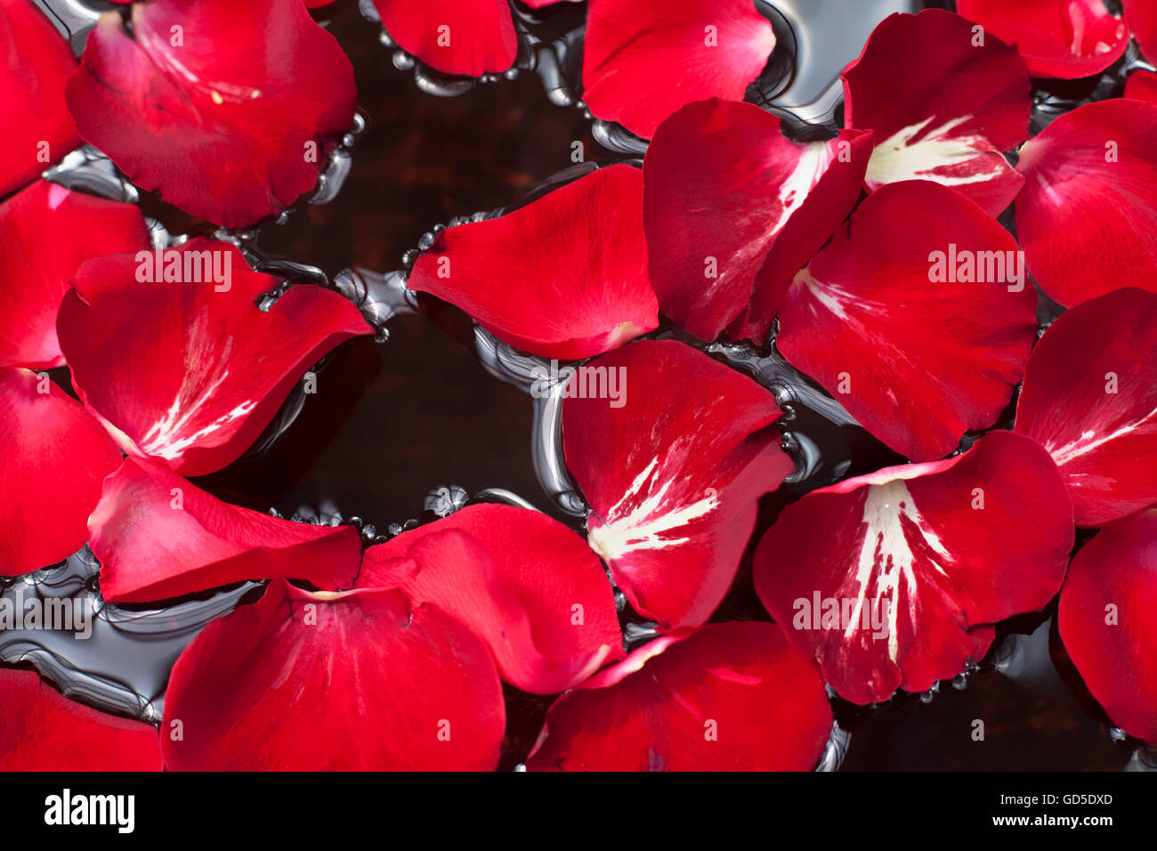 Rose petals in water Stock Photo Alamy