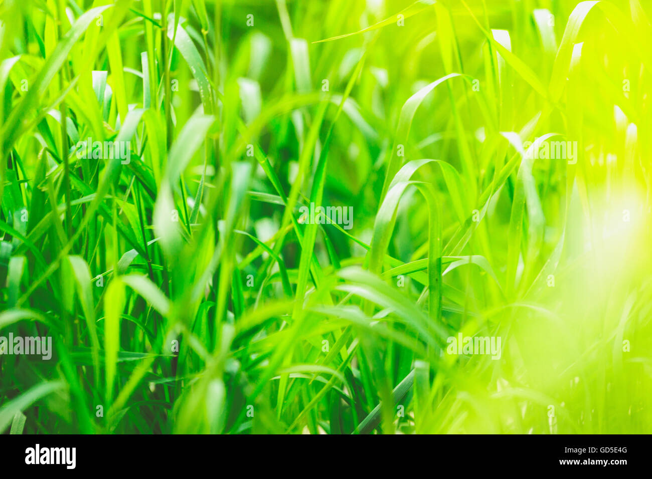 Lawn bright green grass hi-res stock photography and images - Alamy