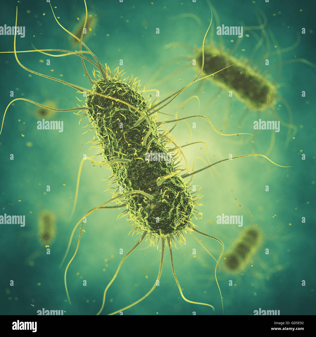 Salmonella bacteria , Germ infection , Epidemic bacterial disease Stock Photo