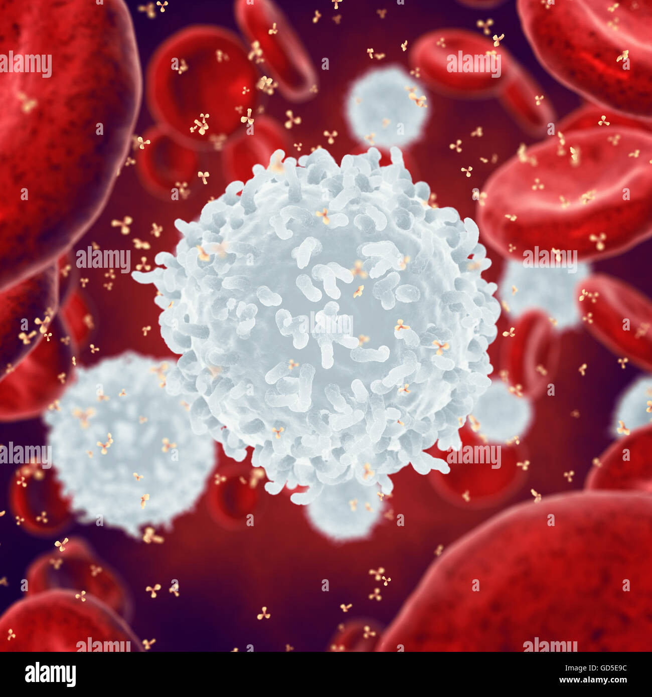 White , red blood cells and antibodies , Leukocytes , Infectious disease , Immune system Stock Photo