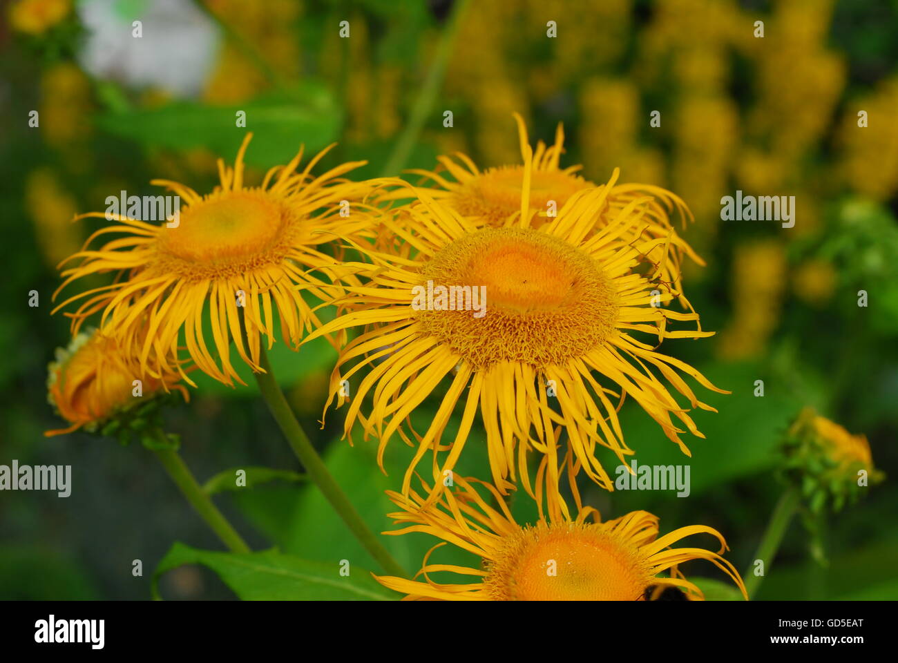 Elecampane, inula helenium, inula flowers Stock Photo