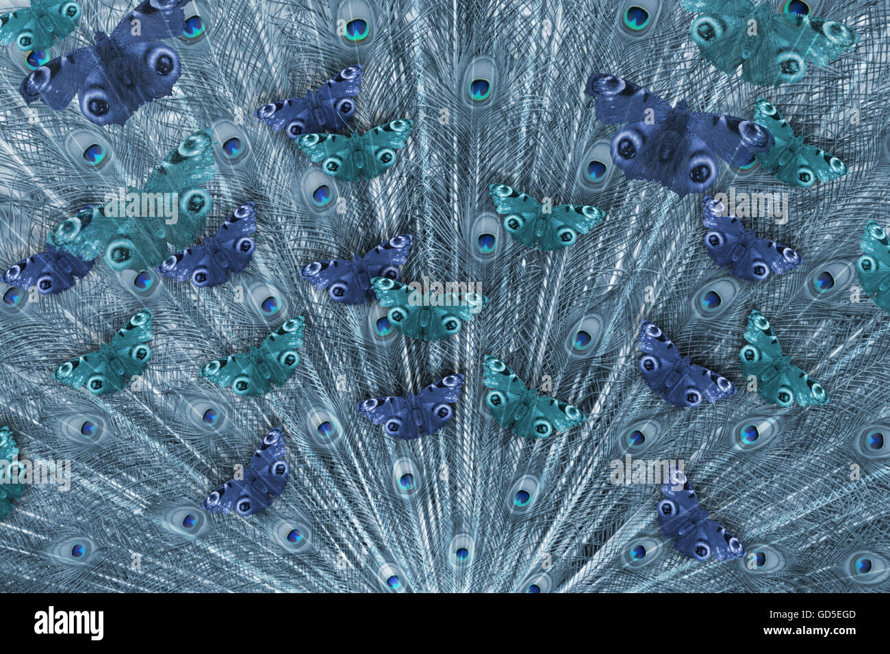 Swarm of butterflies hires stock photography and images Alamy