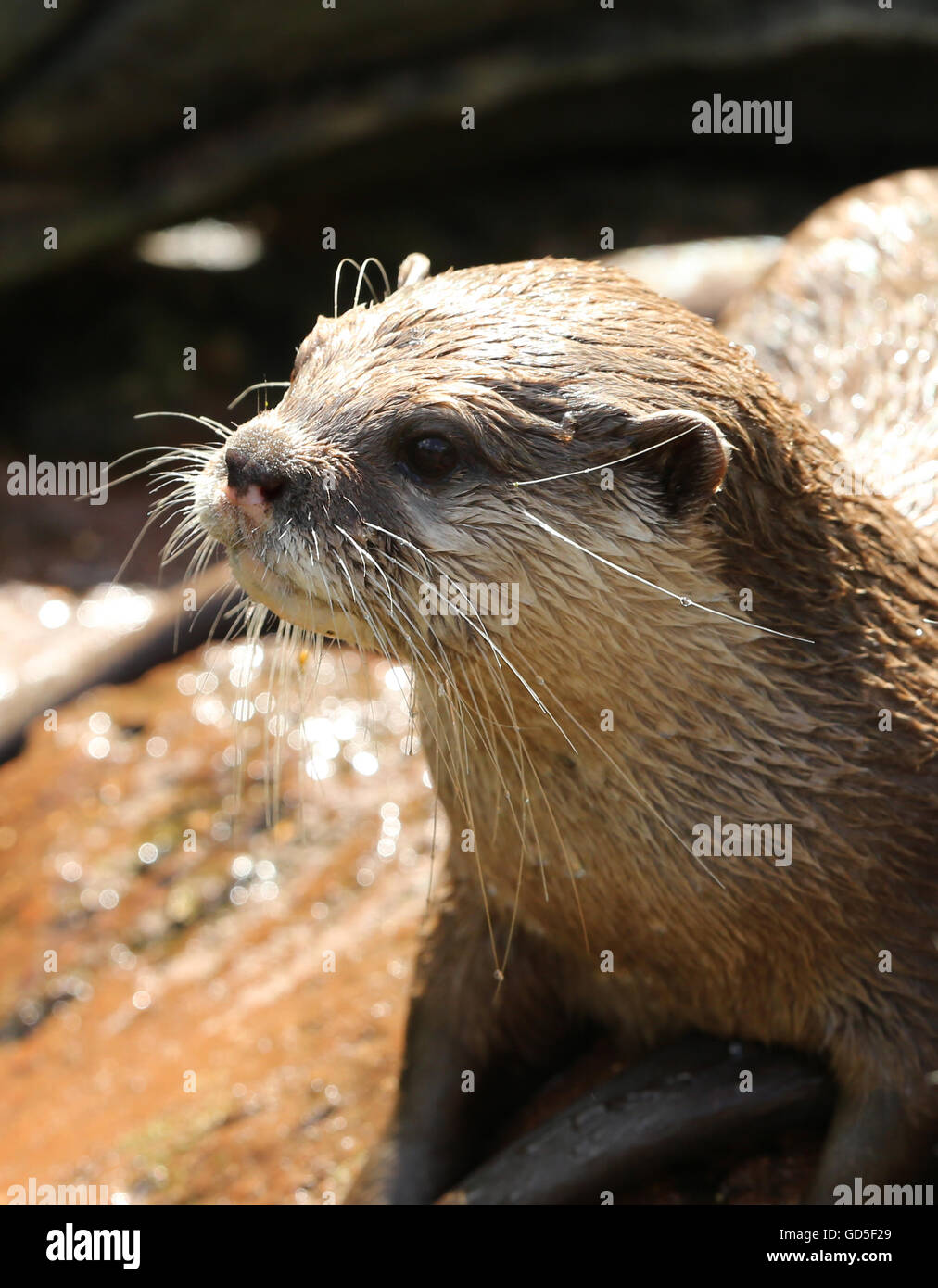 Portrait of an Oriental Short Clawed Otter Stock Photo
