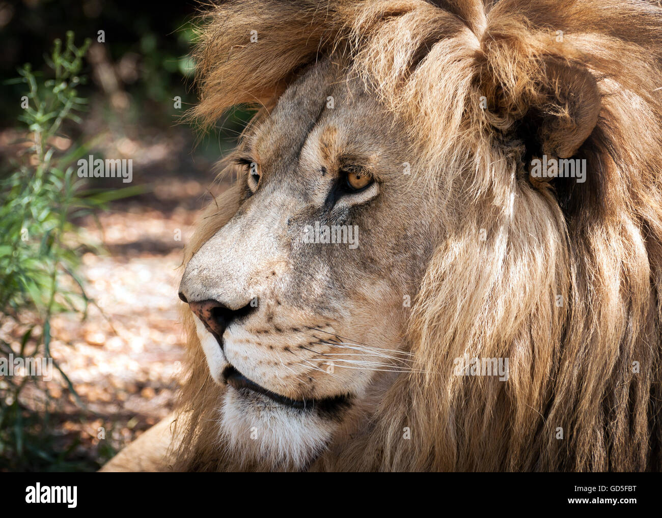 Close up of male lion head in Lion and Rhino nature reserve in South Africa Stock Photo
