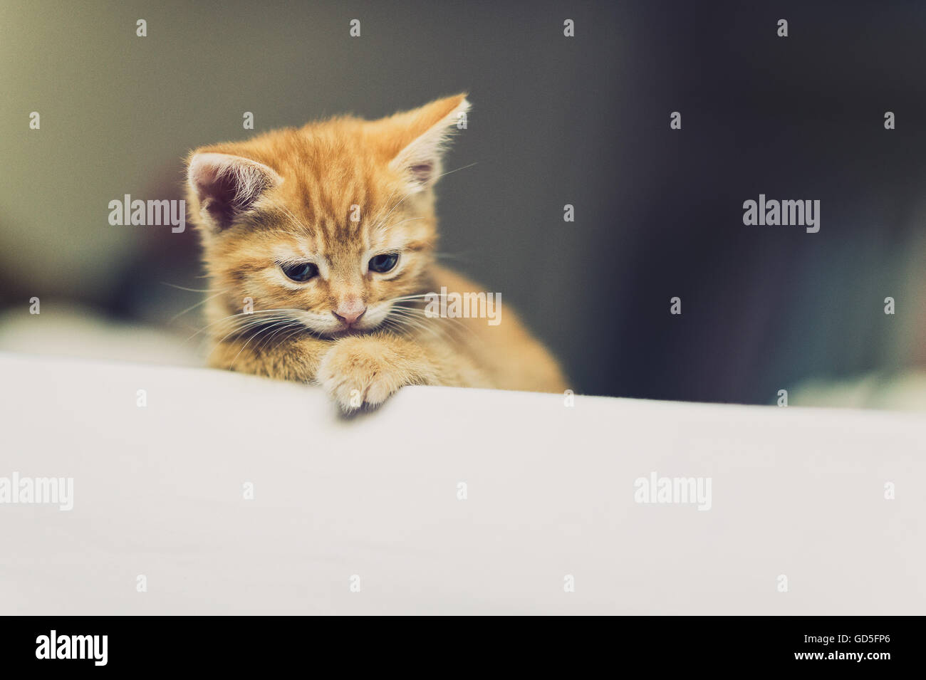 Cute Female Ginger Kitten Stock Photo Alamy