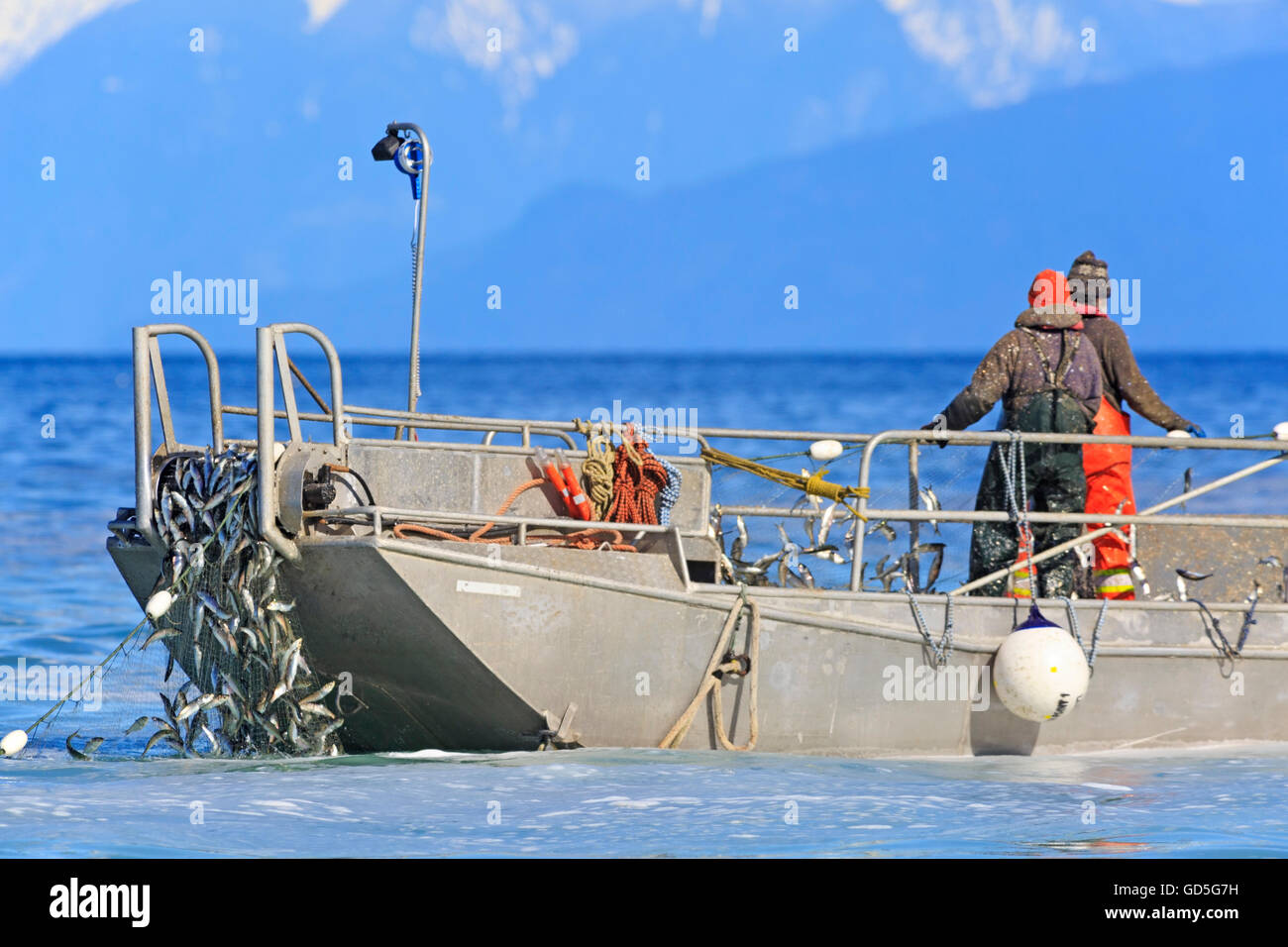 Herring fishery near Nanaimo, Vancouver Island, British Columbia Stock