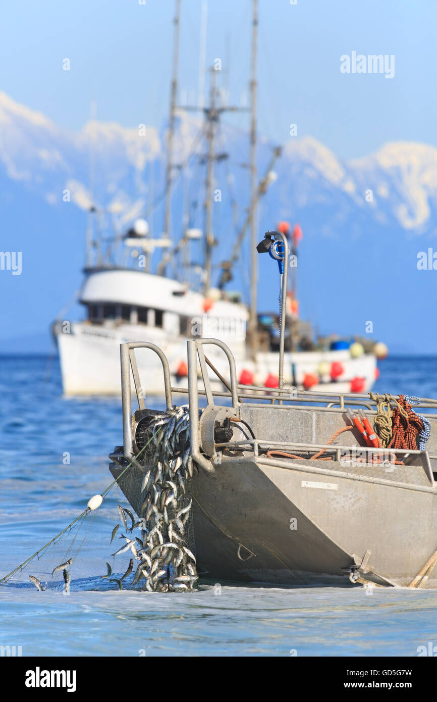 Herring fishery near Nanaimo, Vancouver Island, British Columbia Stock