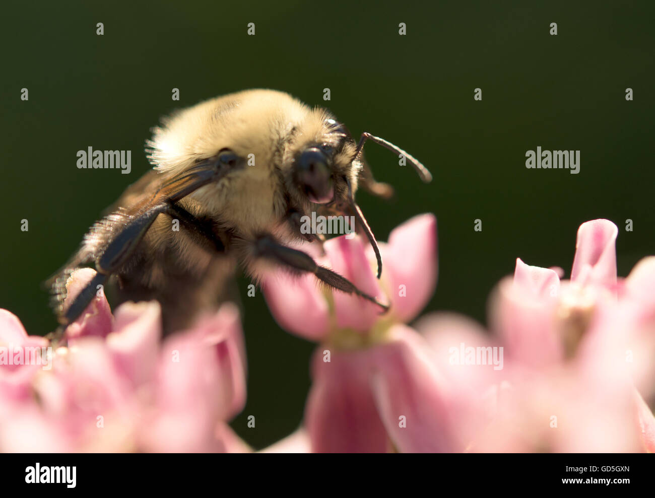 Bee drinking nectar hires stock photography and images Alamy