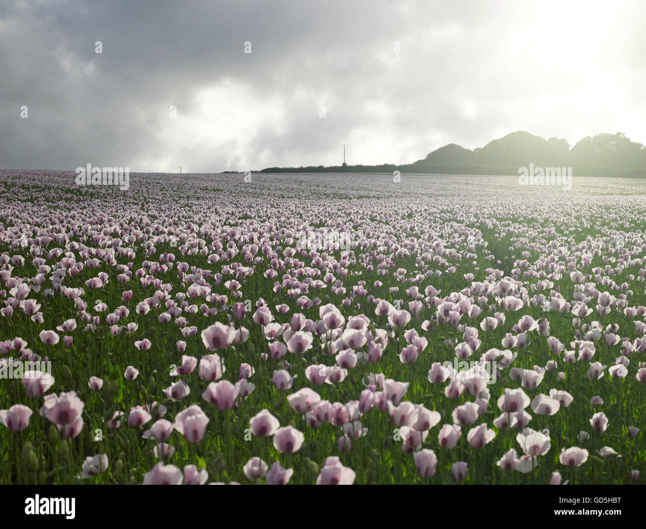 Purple poppies in a field Stock Photo