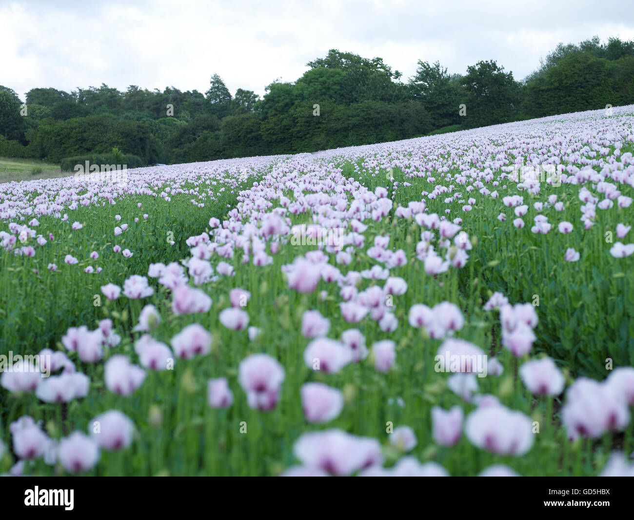 Unusual Poppy Colour High Resolution Stock Photography and Images - Alamy