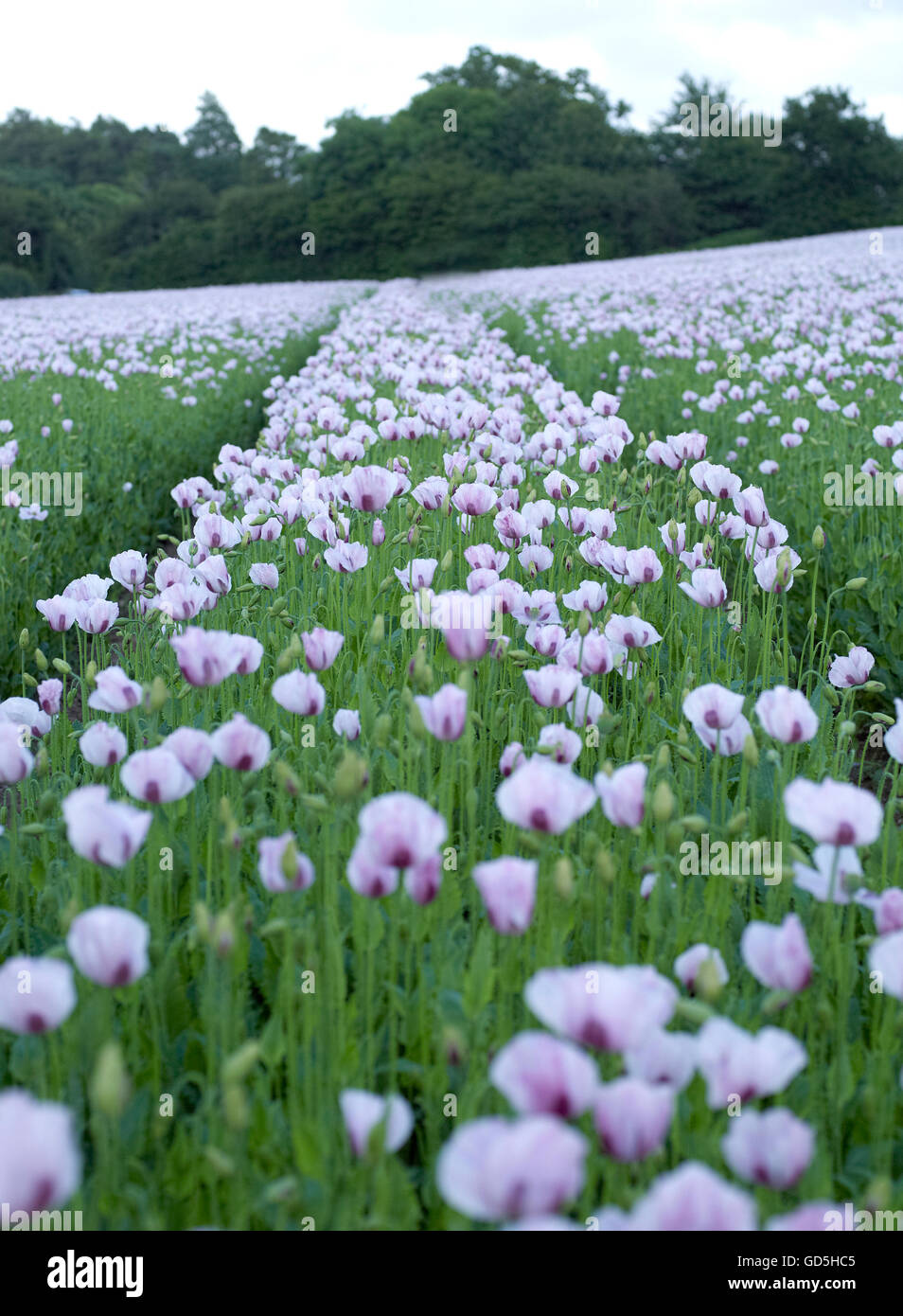 Purple poppies in a field Stock Photo