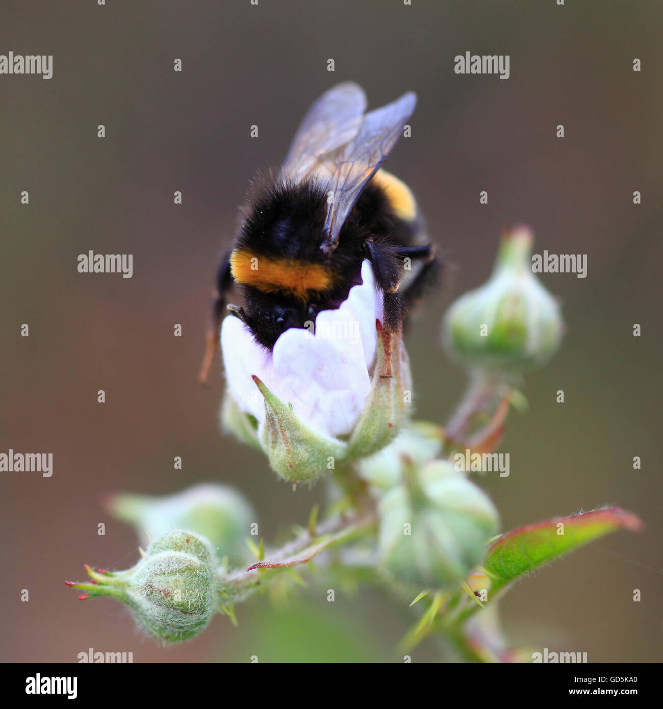 Bee collecting pollen on a blackberry flower. Stock Photo