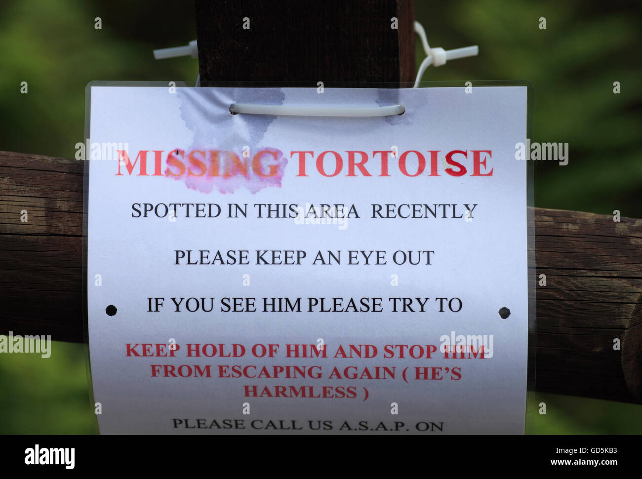 Poster asking for help finding a lost tortoise. Stock Photo