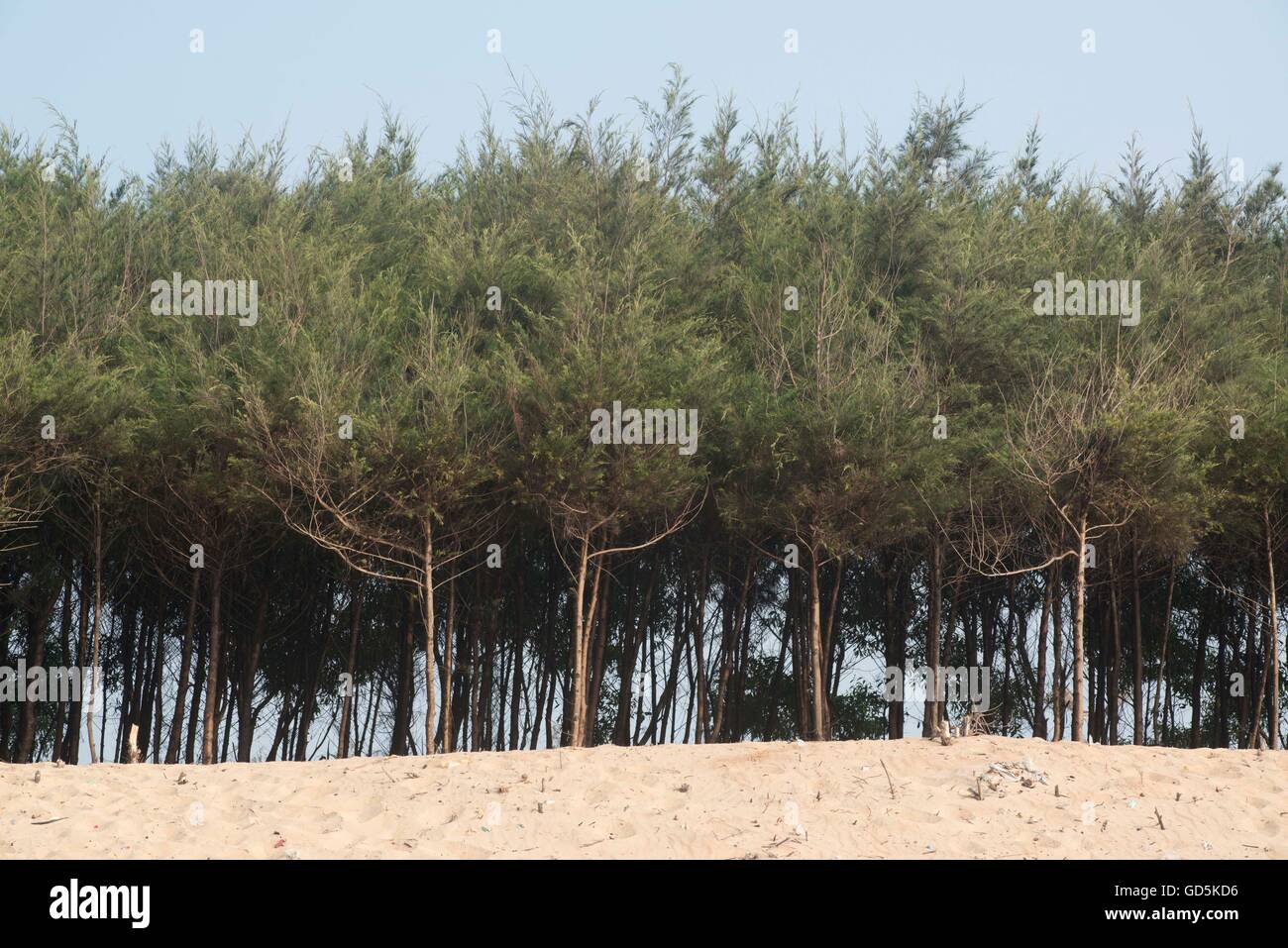 Cypress tree, chandrabhaga beach, konarak, orissa, india, asia Stock Photo